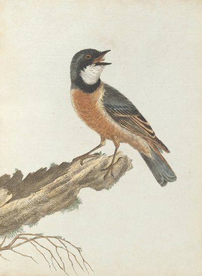 Zorzal de Pecho Naranja. Lewin, John. Aves de Nueva Gales del Sur con su historia natural. Sídney: G. Howe de John William Lewin